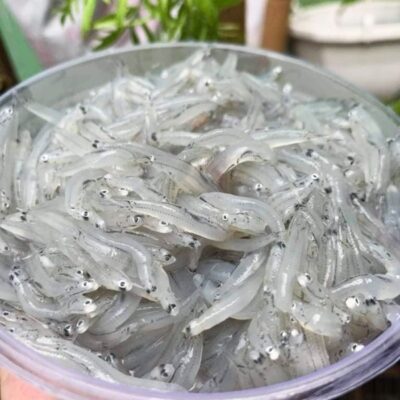 Khô Cá Cơm Sữa