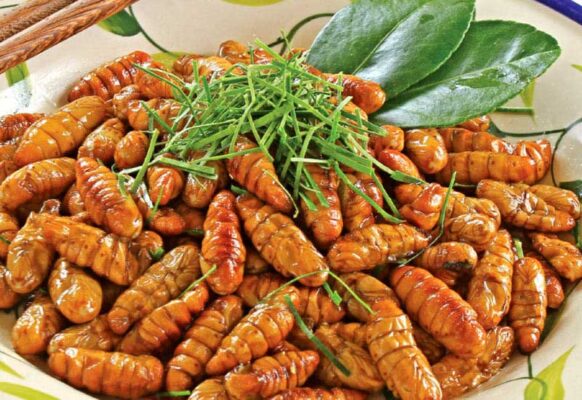 Nhộng Tằm Vàng