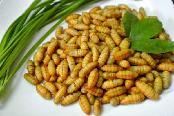 Nhộng Tằm Là Gì? Dinh Dưỡng Của Nhộng Tằm
