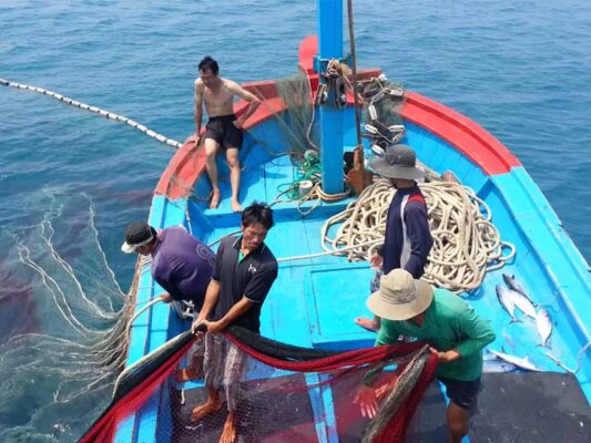 Cá Mó Lớn Được Đánh Bắt Như Thế Nào