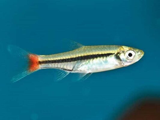 Đặc Điểm Của Cá Lòng Tong