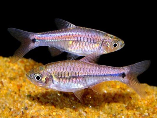 Lợi Ích Sức Khỏe Từ Cá Lòng Tong