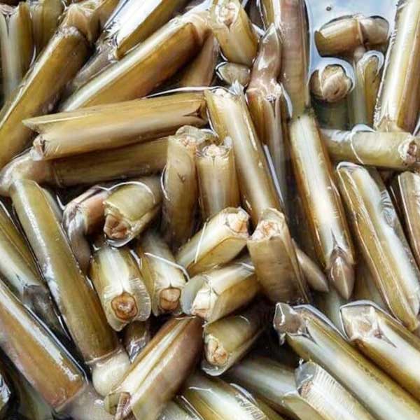 đặc điểm của ốc móng tay
