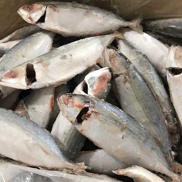 Cá bạc má cho bếp công nghiệp