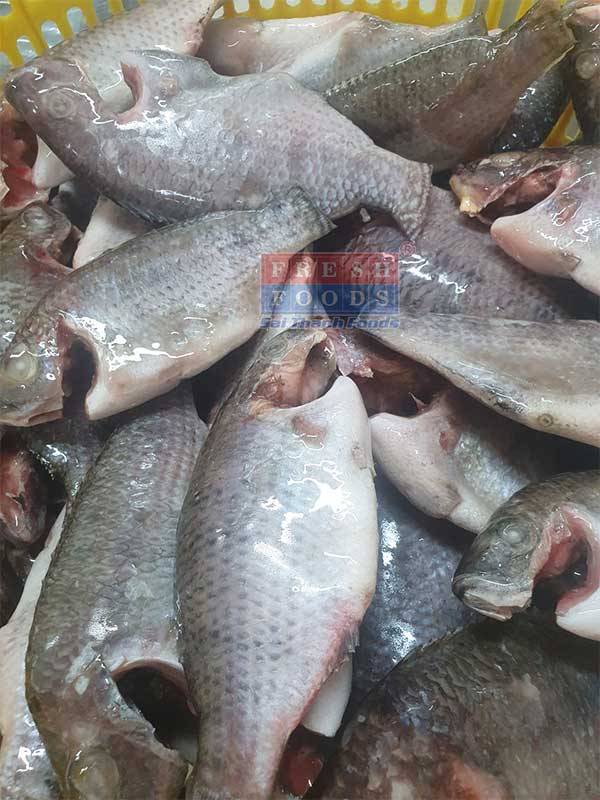 Cá rô làm sạch bếp ăn công nghiệp, thương mại