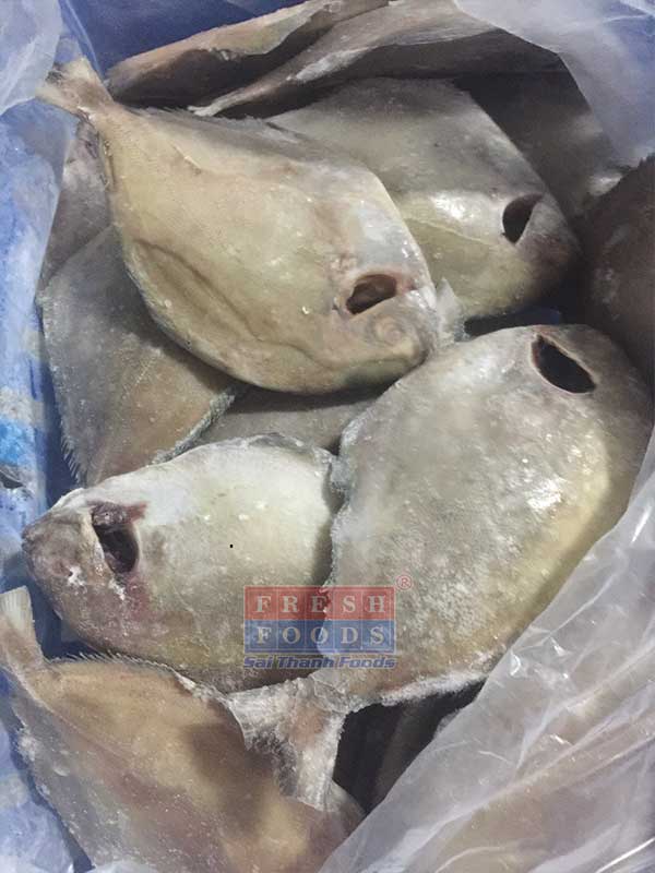 Cá chim đen bếp công nghiệp