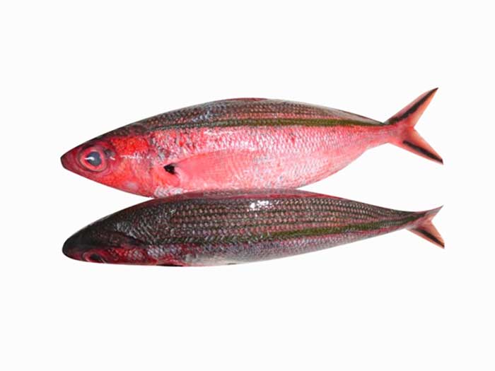 Đặc Điểm Của Cá Đỏ Củ