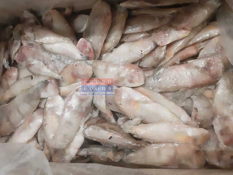 Cá mó mèo bếp công nghiệp