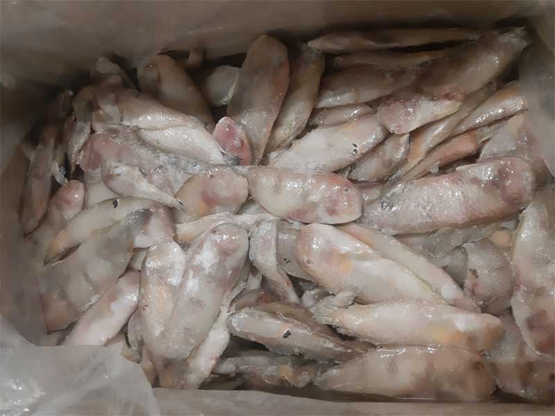 Cá Mó Cắt Khúc Làm Sạch