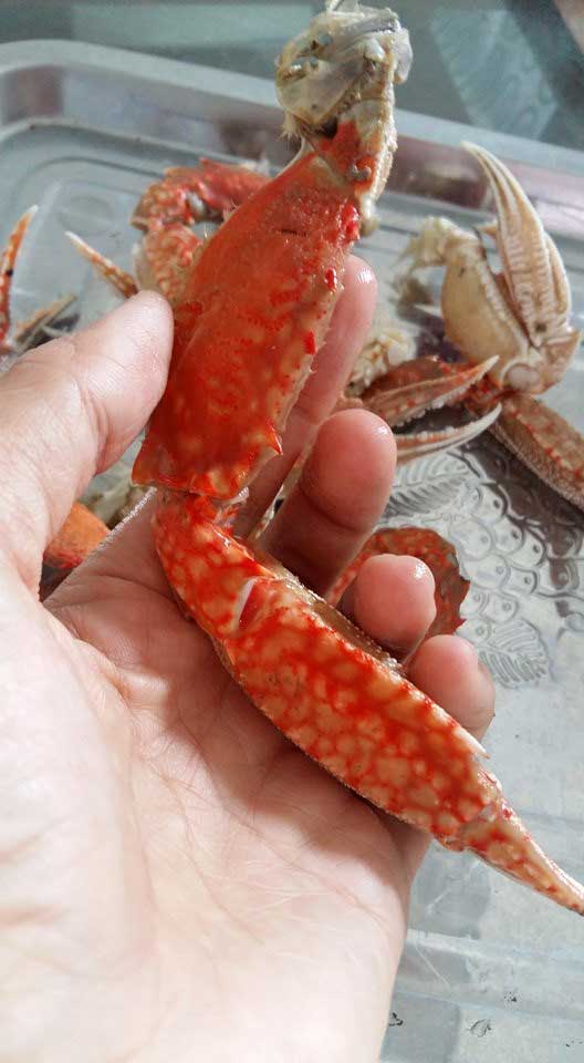 Cách Lấy Thịt Ghẹ Không Bị Sót Thịt