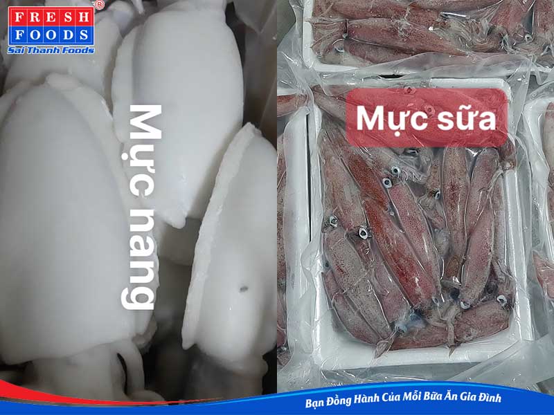 mực đông lạnh giá sỉ 2