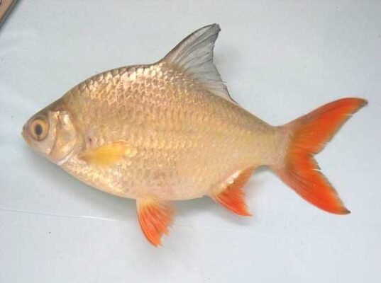 Cá He Đuôi Vàng Là Cá Sông Hay Cá Biển