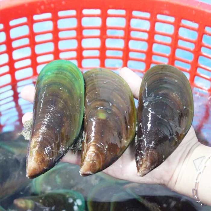 Vẹm xanh sau khi mua về hãy rửa sạch