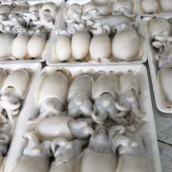 Mực Nút (Kg) - Ảnh 2