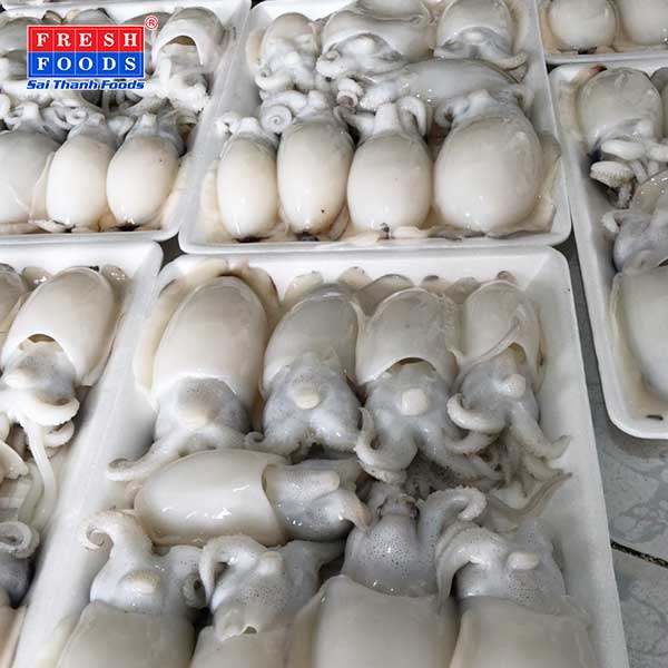 Cách Đánh Bắt Mực Phổ Biến