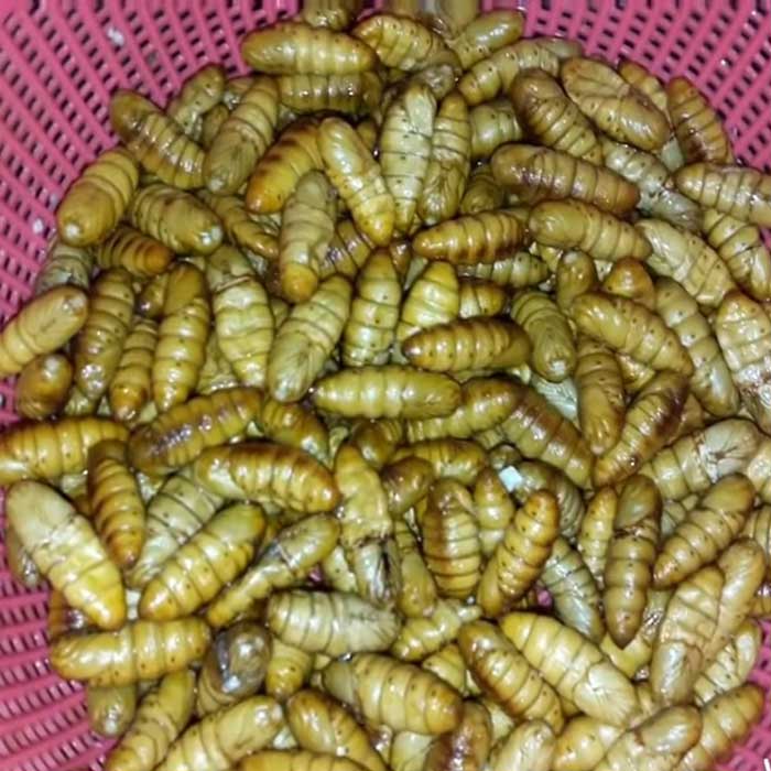 nhộng tằm sống
