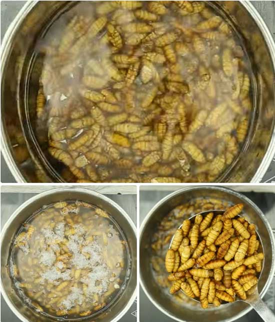 món ngon từ nhộng tằm