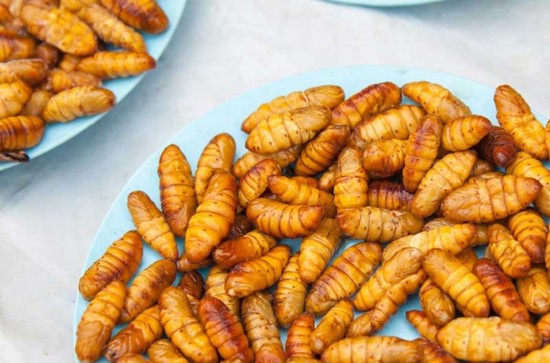 Cách Chọn Mua Nhộng Tằm Ngon