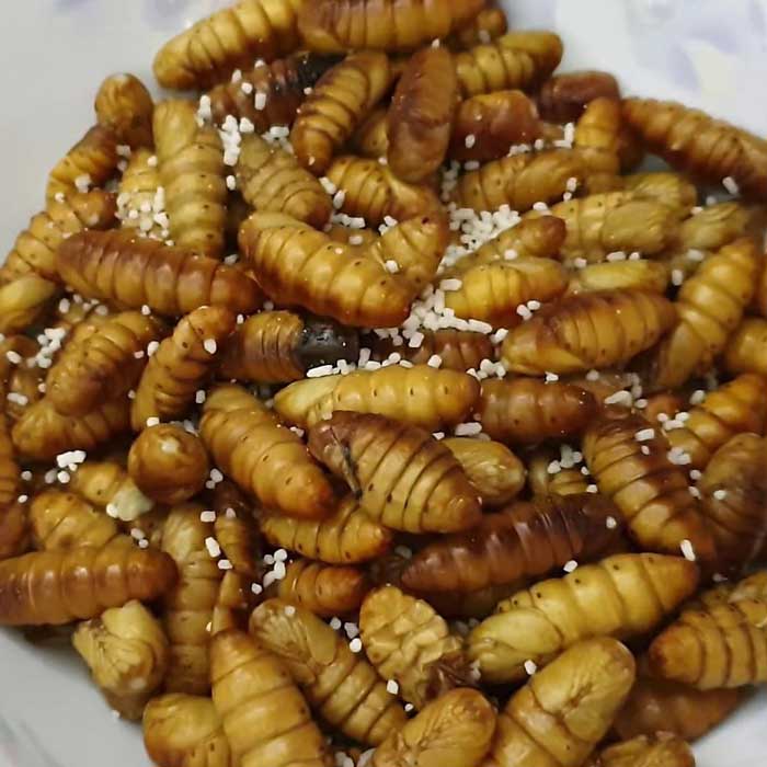 nhộng tằm sống