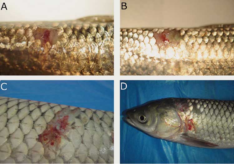 Bệnh đóm đỏ ở cá trắm cỏ