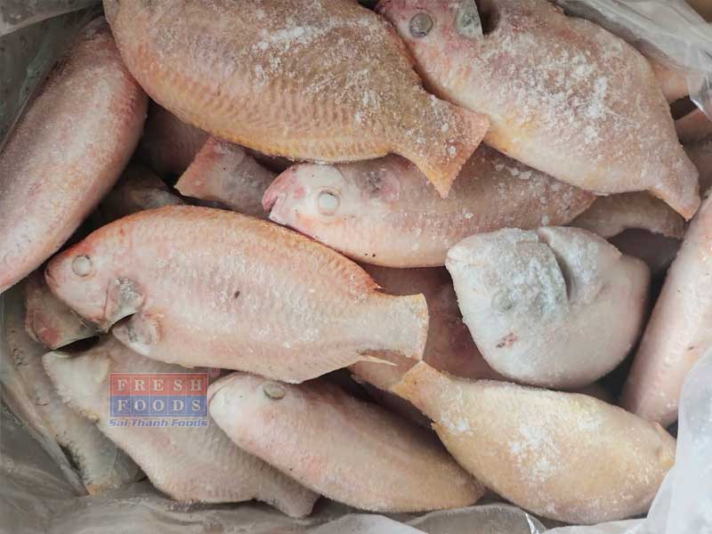 Cá điêu hồng bếp ăn công nghiệp, nhà hàng