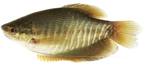 Đặc Điểm Sinh Học cá sặc rằn