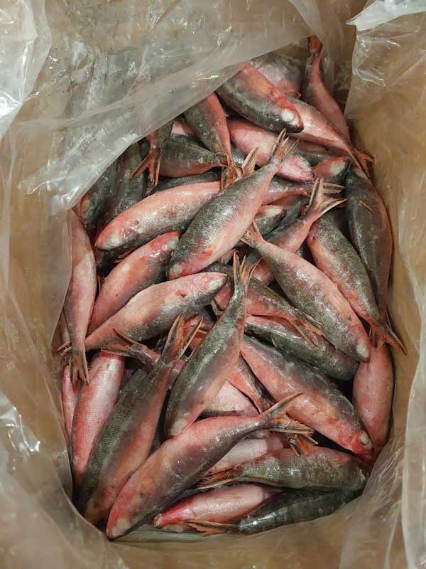 Cá đỏ củ bếp công nghiệp