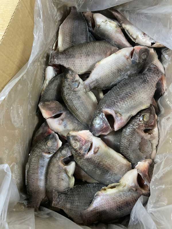 Cá rô phi bếp công nghiệp